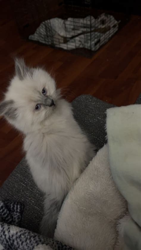 Himalayan Cats For Sale Akron Oh Petzlover