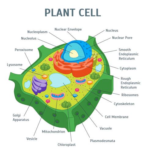 Plant Cell Illustrations Royalty Free Vector Graphics And Clip Art Istock