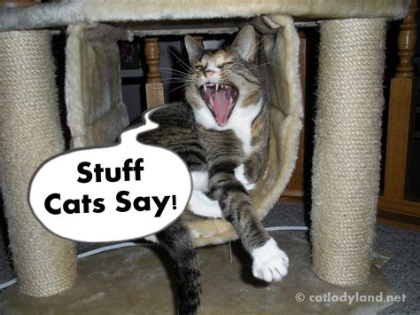 Catladyland Cats Are Funny Stuff Cats Say Overhead At