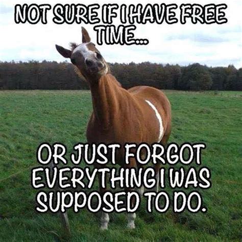95 Best Images About Horse Birthday Quotes On Pinterest Horse