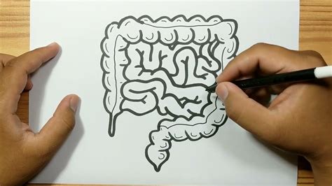 How To Draw Intestines Easy Youtube