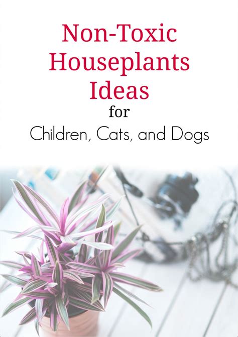 Are snake plants toxic to cats. Non-Toxic House Plants For Children, Cats, and Dogs ...