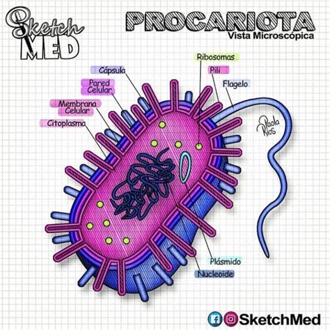 Procariota Células Procariotas Dibujos De Celulas Biología