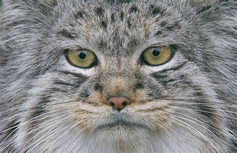 Why The Pallas Cat Should Become Your New Favorite Animal Pallass