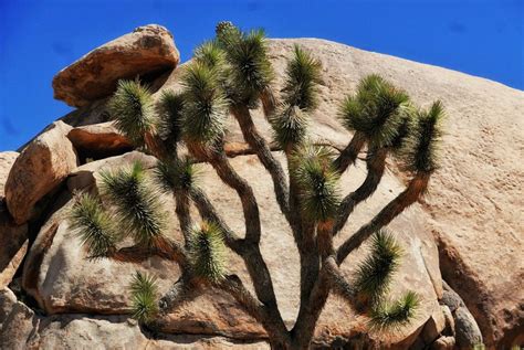 Joshua Tree é O Parque Nacional Rockn Roll Da Califórnia Travel3