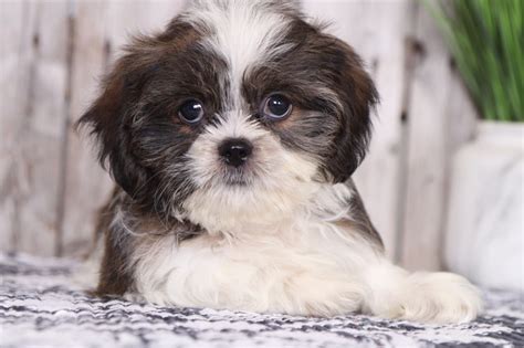 Want to see more posts tagged #puppies pictures? Wally - Perfect Shih Tzu Puppy - Puppies Online