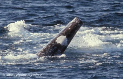 Sightings Of Whales Without Tails Are Increasing And Humans Are To Blame