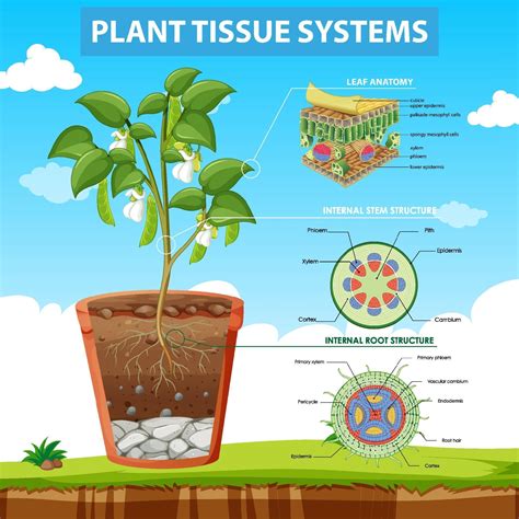 Diagram Showing Plant Tissue Systems 3031710 Vector Art At Vecteezy