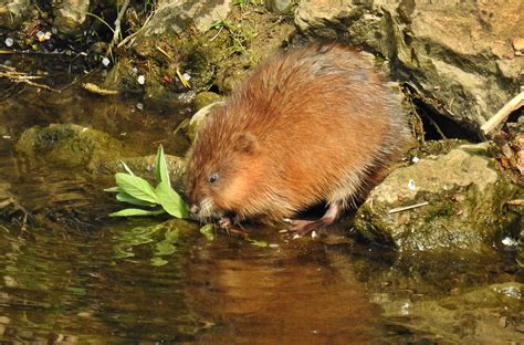 Die insel bietet eine vielzahl von naturschwimmbecken an und ist dadurch ein paradies für. Wasserratte 2 Foto & Bild | tiere, wildlife, wildlife ...