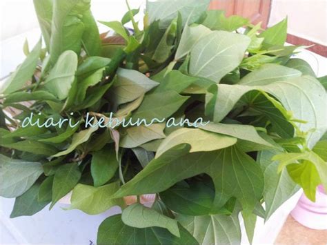 Ubi kayu sering juga disebut dengan singkong atau ketela pohon. diari kebun~@na: Tanam keledek dalam pasu!!!