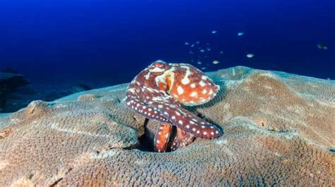spesies baru gurita dumbo ditemukan di laut dalam