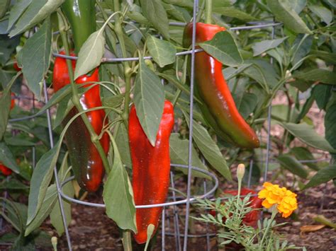 Harvesting Peppers Pepper Gardening Stuffed Peppers Herbs Vegetables