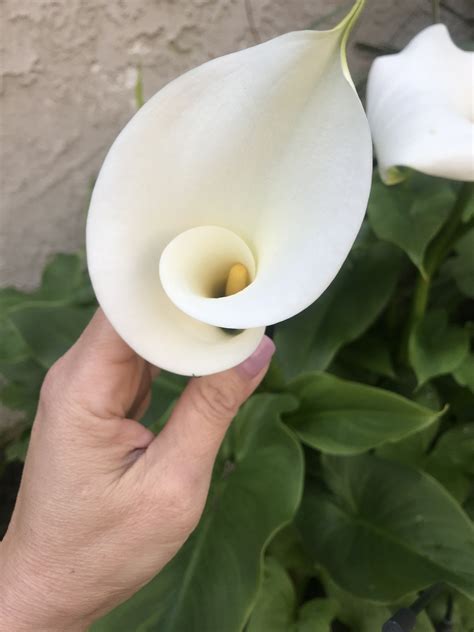In A Shape Like Trumpet This White Calla Lily Is So Gorgeous And