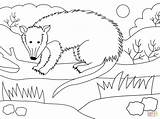Coloring Possum sketch template