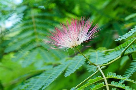 Pros And Cons Of Planting Mimosa In Your Yard