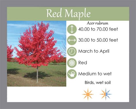 Red Maple Laurens Garden Service And Native Plant Nursery