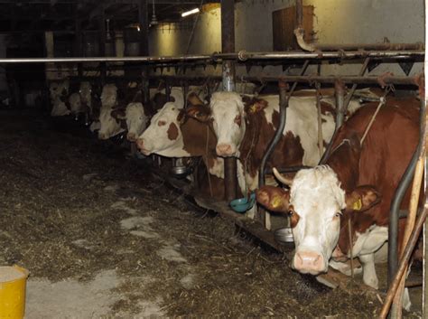 How does nascar figure out how many laps to run? The Vegan Dream: What If We All Stopped Eating Meat ...