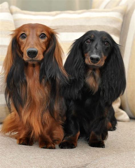 ***physical option*** we also offer our black long haired dachshund dog as a physical print. 84 best Long Haired Dachshund images on Pinterest ...