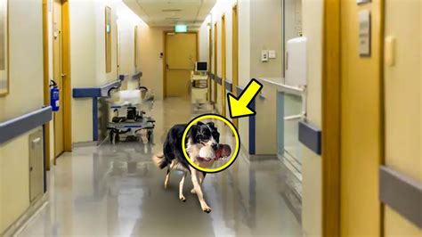 Frightened Dog Suddenly Dashed Into A Hospital When The Nurse