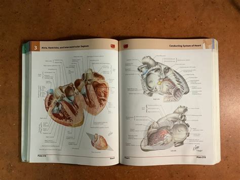 Netters Atlas Of Human Anatomy 5th Ed Hobbies And Toys Books