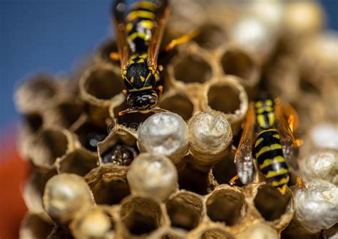 Macro Picture Of Wasps Sitting On Its Wasp Nest Stock Photo Image Of