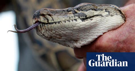 Super Snake Hybrid Pythons Could Pose New Threat To Florida Everglades