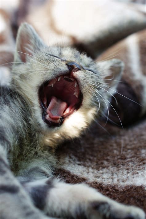 Free Images Pet Fur Kitten Gray Facial Expression Yawn Nap