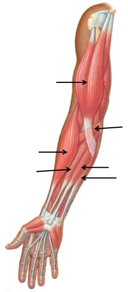 Anterior Arm Muscles Diagram Quizlet