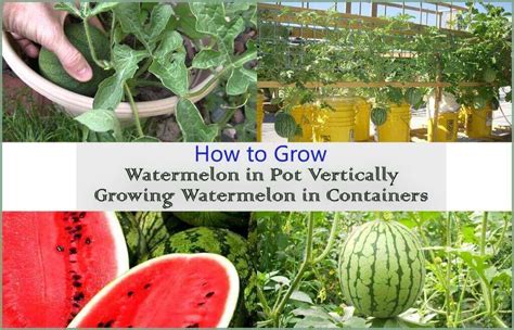 How To Grow Watermelon In Containers Growing Watermelon In Pot