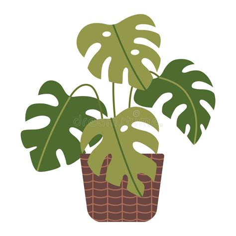 Monstera Vector Planter Stock Illustrations 508 Monstera Vector