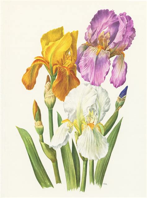 Printable Irises Printable Word Searches