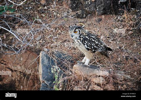 Indian Eagle Owl Bubo Bengalensis Hampi Karnataka India Stock