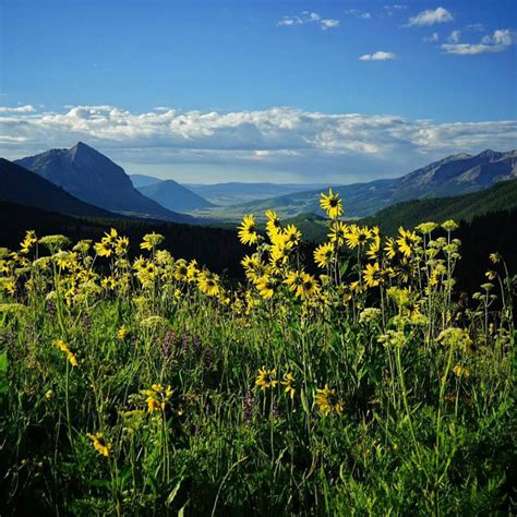 Wildflower Festival Colorado Ski Towns Luxury Real Estate With