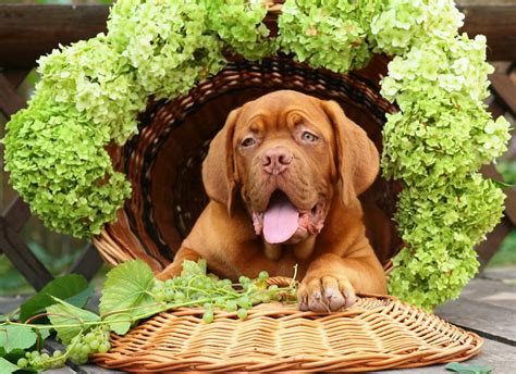 This information is not meant to be a substitute for veterinary care. Grape and raisin poisoning and toxicity in dogs | Pets4Homes