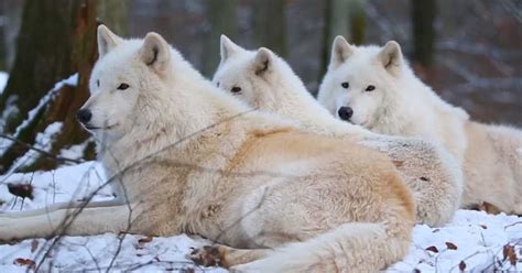 Arctic Wolves Howling A Beautiful Song