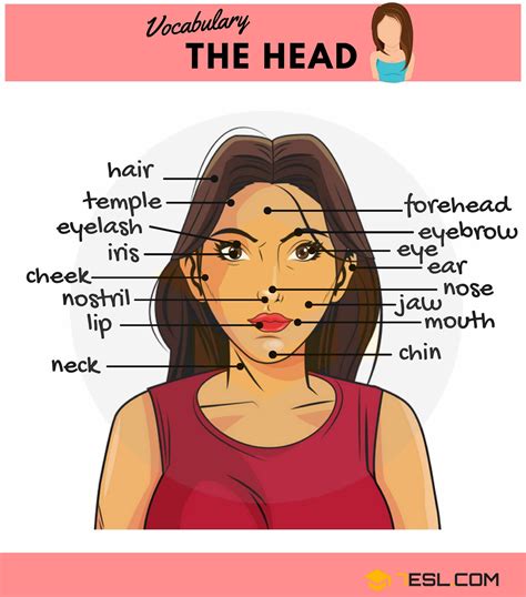 Parts Of The Face Useful Face Parts Names With Pictures English As A Second Language