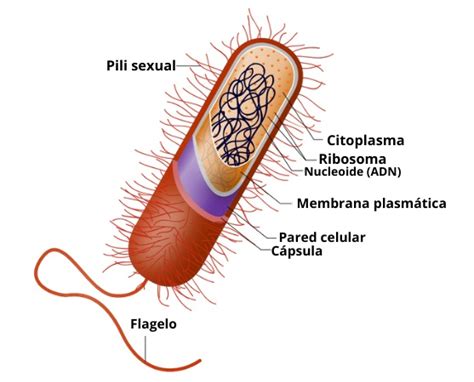 C Lula Bacteriana Caracter Sticas Y Estructura Partes Lifeder