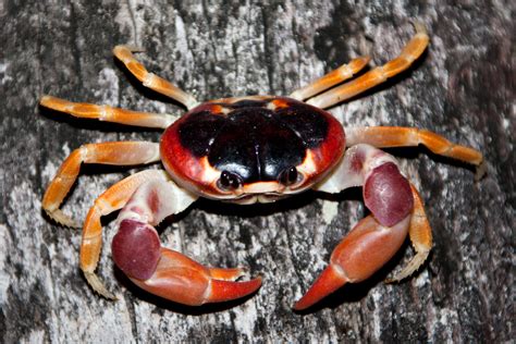 Crab Climbing Free Stock Photo Public Domain Pictures