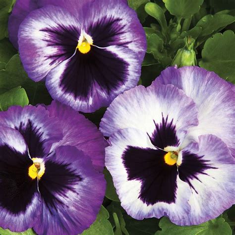 Colossus Lavender Medley Pansy Flower Seeds Flower Farm Annual Flowers
