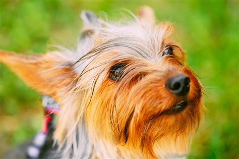 Generally, yorkies and other picky dog breeds prefer wet food. 25 Best Dog Foods For Yorkies: Dry Food, Canned & Treats