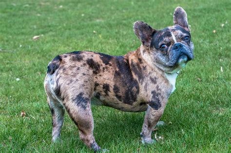 Since max carries the merle gene potentially 50% of all his puppies will. What is a Merle French Bulldog - GEMSTONE FRENCHIES*EXOTIC ...