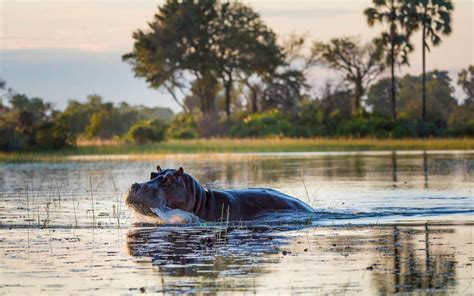 African Animal Facts Interesting Facts About Hippos Hippo Facts