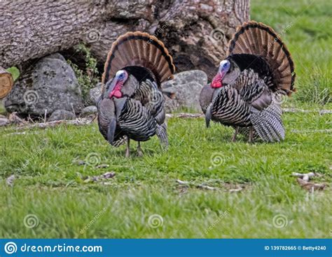 Check spelling or type a new query. Two Male Wild Turkeys Display Their Feathers In Spring ...