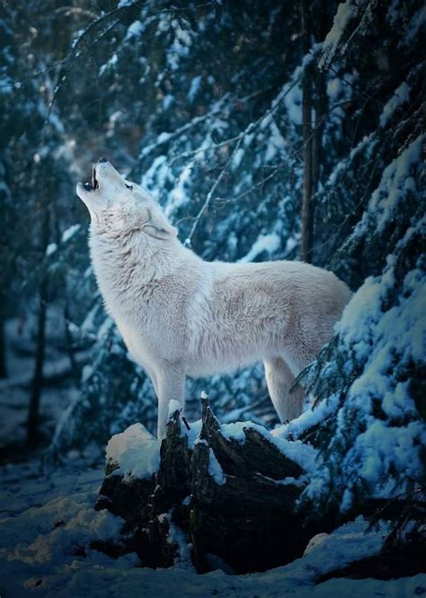 Pin By Mary Lowery Nelson On Pretty Freaky Nature Wolf Photos