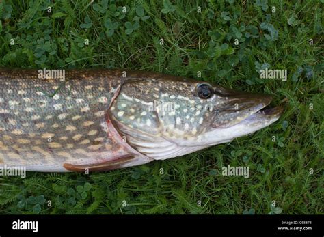 Northern Pike Esox Lucius Stock Photo Alamy