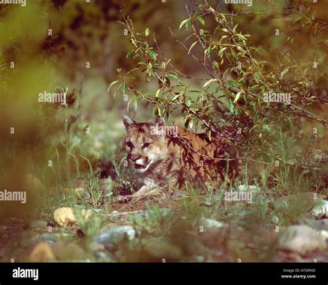 Mountain Lion Stalking Prey Montana Stock Photo Alamy