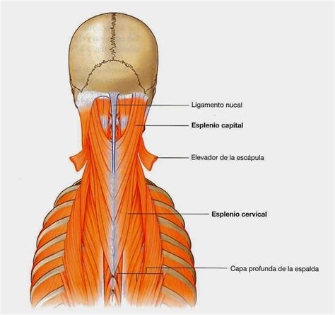 Resultado De Imagen Para Ligamento Cervical Posterior O Nucal Santé