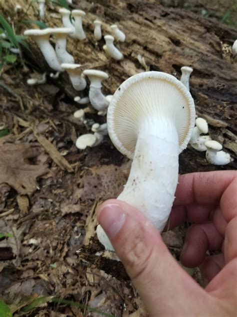 Anyone Know What These Are They Look Delicious Found In West Virginia
