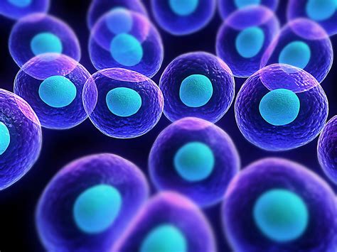 Purple And Blue Molecules Cells Biology Science Hd Wallpaper