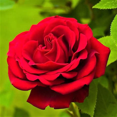 Smooth Touch® Rose Velvet Easy To Grow Bulbs